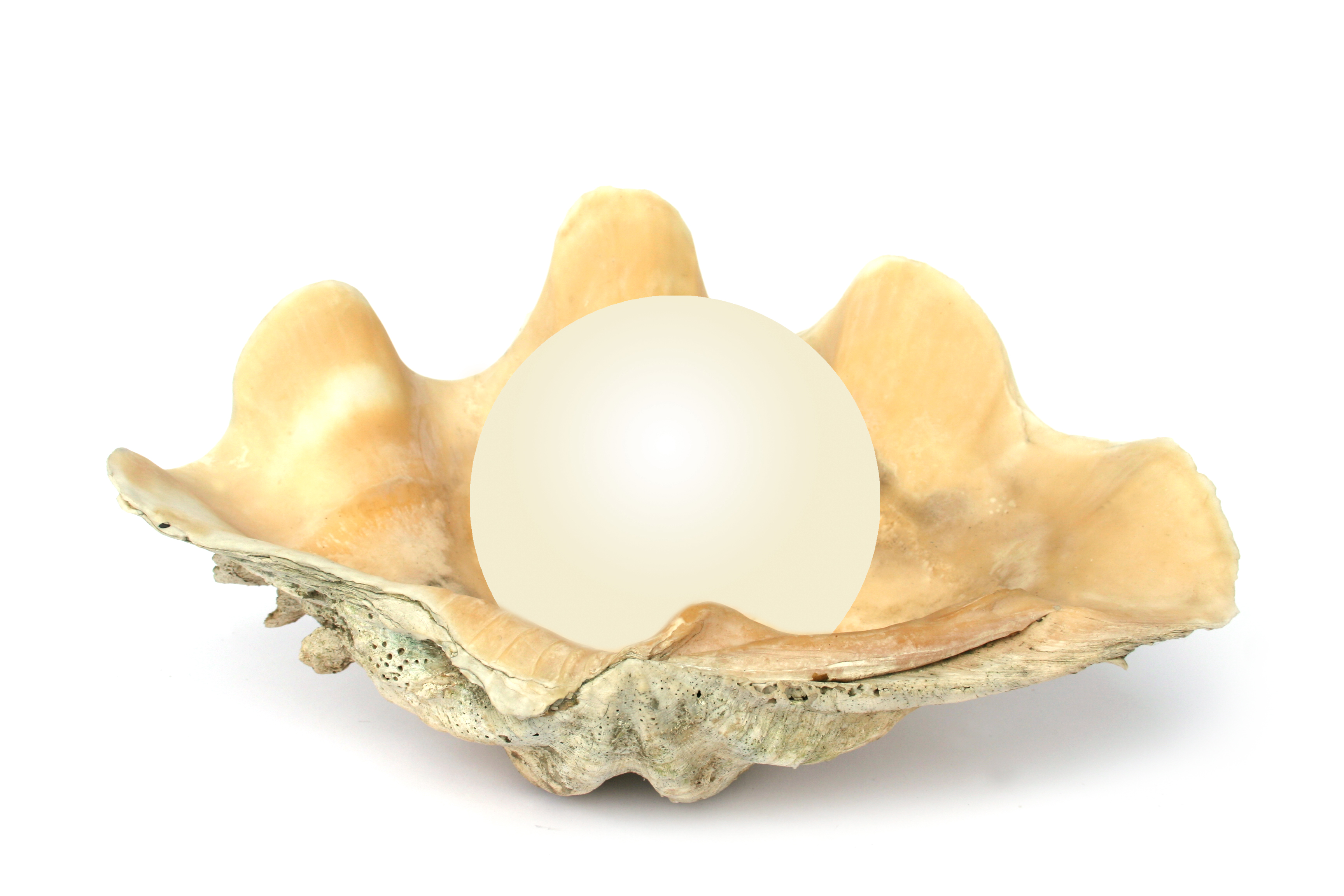 Pearl In shell Awesome one