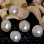 Why Basra Pearl Considered To Be The Best Pearl?